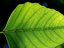 Sustainability and Thinking Green