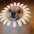 Flor8310