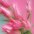 farwa umair